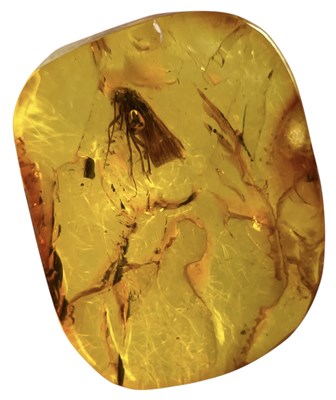 Lot 447 - A FOSSIL MOTH INSECT IN BALTIC AMBER