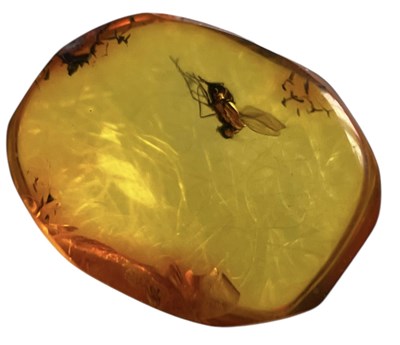 Lot 448 - A FLYING INSECT FOSSIL IN BALTIC AMBER