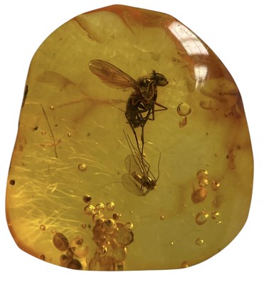 Lot 449 - A FLYING INSECT FOSSIL IN BALTIC AMBER