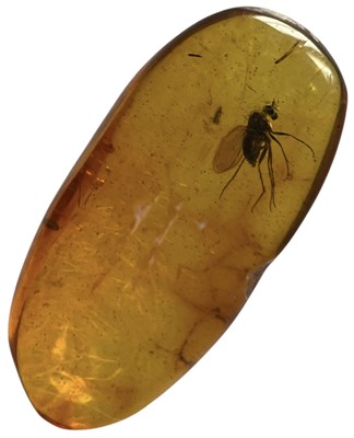 Lot 450 - A FLYING INSECT FOSSIL IN BALTIC AMBER