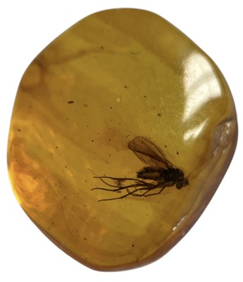 Lot 451 - A FLYING INSECT FOSSIL IN BALTIC AMBER