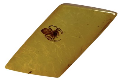 Lot 453 - A SPIDER FOSSIL IN BALTIC AMBER