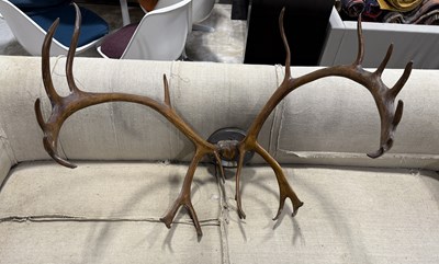 Lot 364 - A PAIR OF ANTIQUE RED DEER ANTLERS WITH PLAQUE FOR OTTO ZSCHECH, DAS CORPS HERCYNIA