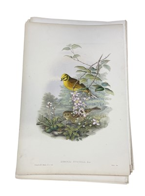 Lot 46A - JOHN GOULD AND H.C. RICHTER: A COLLECTION OF 27 HAND COLOURED LITHOGRAPHS FOR JOHN GOULD'S 'BIRDS OF GREAT BRITAIN', 1862-73