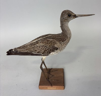 Lot 484 - A TAXIDERMY GREENSHANK ON WOODEN STAND