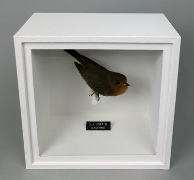 Lot 718 - A TAXIDERMY ROBIN (ERITHACUS RUBECULA) BY S.J. STRATH