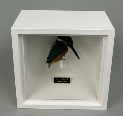 Lot 720 - A TAXIDERMY KINGFISHER (ALCEDINIDAE) BY S.J. STRATH