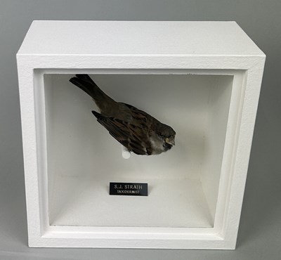 Lot 722 - A TAXIDERMY HOUSE SPARROW (PASSER DOMESTICUS) BY S.J. STRATH