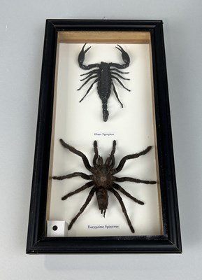 Lot 731 - A TAXIDERMY TARANTULA AND GIANT SCORPION BY S.J. STRATH