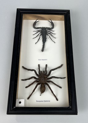 Lot 732 - A TAXIDERMY TARANTULA AND GIANT SCORPION BY S.J. STRATH