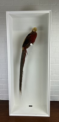 Lot 705 - A TAXIDERMY GOLDEN PHEASANT (CHRYSOLOPHUS PICTUS) BY S.J. STRATH