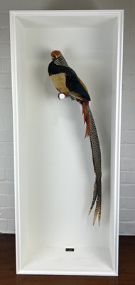 Lot 706 - A TAXIDERMY LADY AMHERST PHEASANT (CHRYSOLOPHUS AMHERSTIAE) BY S.J. STRATH