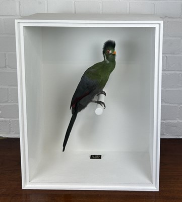 Lot 709 - TAXIDERMY WHITE-CHEEKED TURACO (MENELIKORNIS LEUCOTIS) BY S.J. STRATH