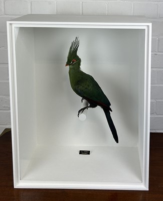 Lot 710 - TAXIDERMY LIVINGSTONE'S TURACO (TAURACO LIVINGSTONII) BY S.J. STRATH