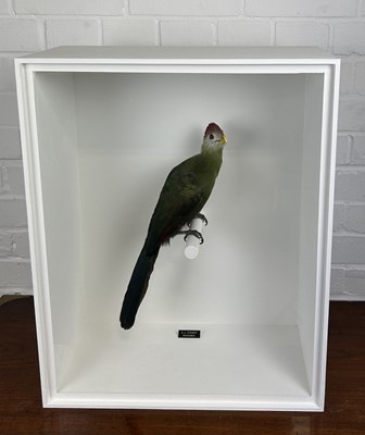 Lot 713 - TAXIDERMY RED-CRESTED TURACO (TAURACO ERTHOLOPHUS) BY S.J. STRATH