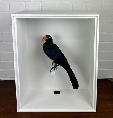 Lot 714 - TAXIDERMY VIOLET TURACO (TAURACO VIOLACEUS) BY S.J. STRATH