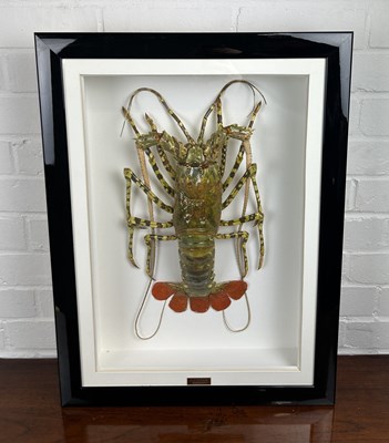 Lot 715 - TAXIDERMY SPINEY LOBSTER (PALINURIDAE) BY S.J. STRATH