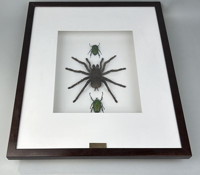 Lot 727 - TAXIDERMY TARANTULA AND BEATLES BY S.J. STRATH