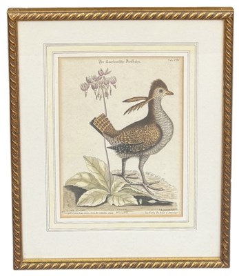 Lot 872 - JOHANN MICHAEL SELIGMAN: BIRDS OF AMERICA, A HAND-COLOURED ETCHING