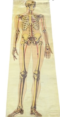 Lot 719 - AN ANATOMICAL CHART BY RUDDIMAN JOHNSTON AND CO, LONDON