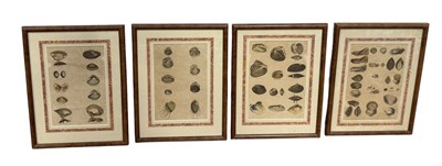 Lot 823 - A SET OF FOUR 19TH CENTURY SHELL PRINTS