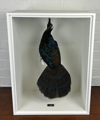 Lot 708 - A TAXIDERMY PEACOCK PHEASANT (POLYPLECTRON NAPOLEONIS) BY S.J. STRATH