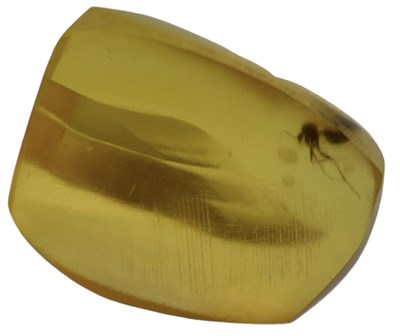 Lot 745 - AN UNKNOWN INSECT FOSSIL IN DINOSAUR AGED AMBER