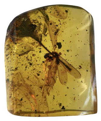 Lot 738 - A FLYING INSECT FOSSIL IN AMBER