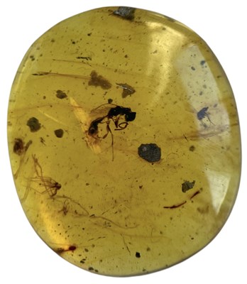 Lot 744 - A WASP FOSSIL IN DINOSAUR AGED AMBER