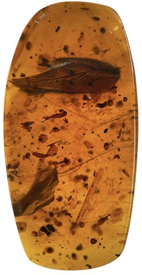 Lot 737 - A DETAILED WING AND MOSQUITO IN DINOSAUR AGED AMBER