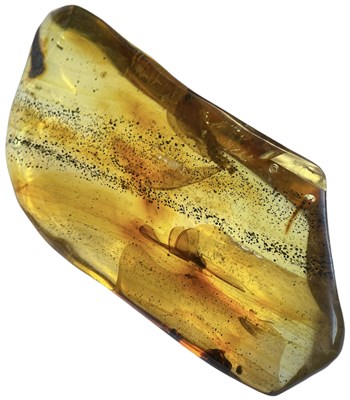 Lot 747 - FLYING INSECT FOSSILS IN AMBER