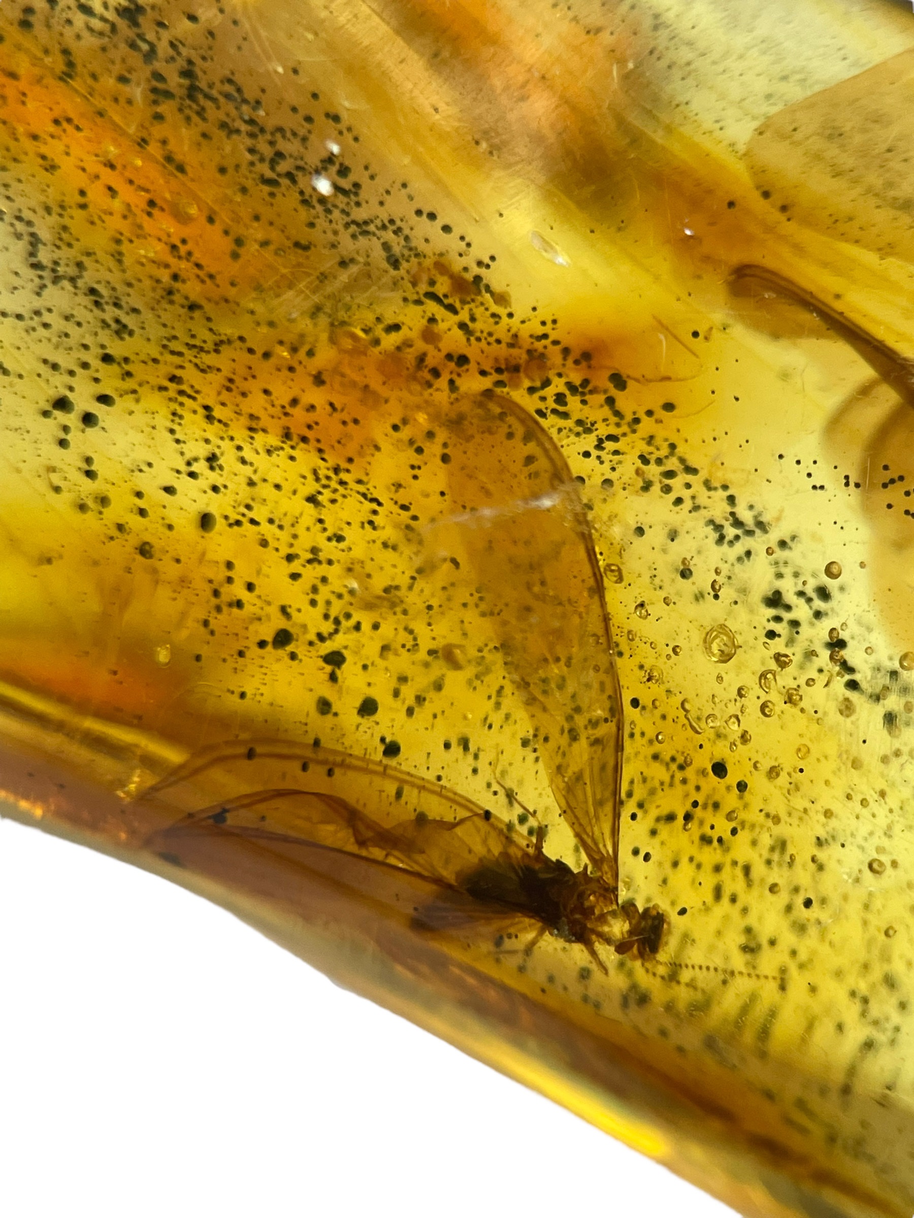 Lot 747 - FLYING INSECT FOSSILS IN AMBER