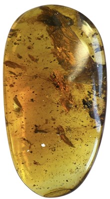 Lot 736 - A COCKROACH FOSSIL IN DINOSAUR AGED AMBER