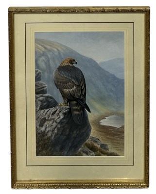 Lot 612 - ALISTAIR PROUD (BRITISH B.1954): A WATERCOLOUR PAINTING ON PAPER DEPICTING AN EAGLE