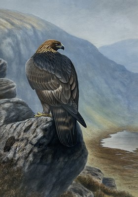 Lot 612 - ALISTAIR PROUD (BRITISH B.1954): A WATERCOLOUR PAINTING ON PAPER DEPICTING AN EAGLE