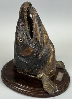 Lot 322 - AN EDWARDIAN TAXIDERMY SALMON HEAD ON SHIELD WITH SILVER PLAQUE