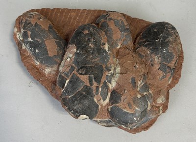 Lot 576 - A NEST OF PREHISTORIC OVIRAPTOR DINOSAUR EGGS