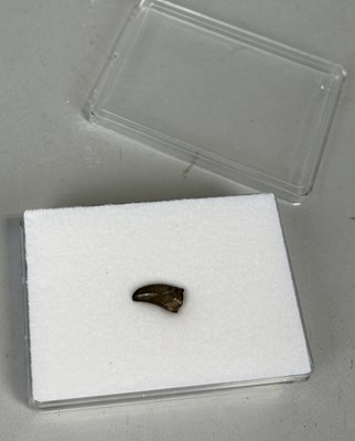 Lot 575 - A TOOTH FROM A TYRANNOSAURUS REX