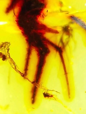 Lot 577 - A RARE LIZARDS FOOT IN AMBER