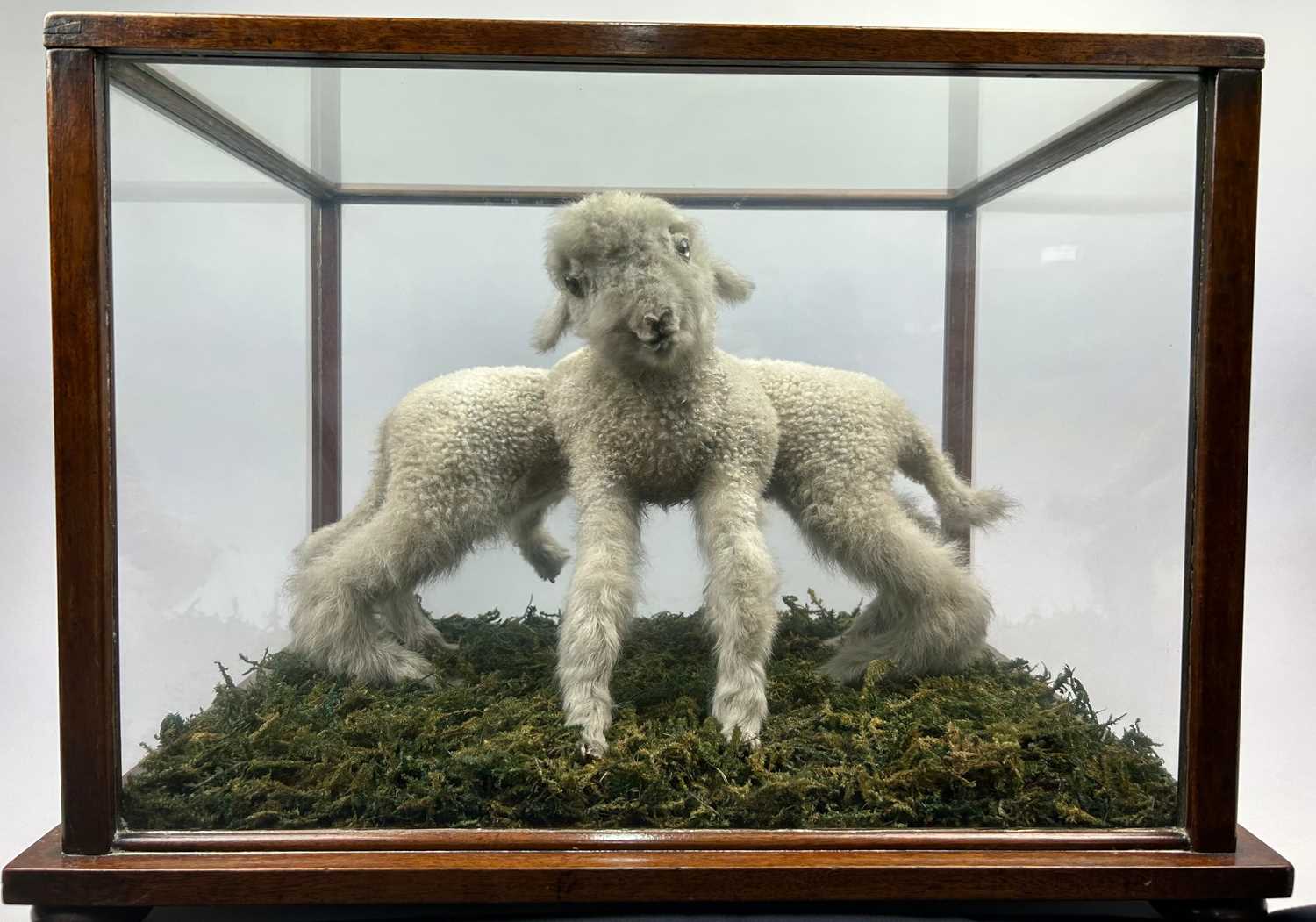 Lot 8 - A TAXIDERMY ARACHNID LAMB FOLLY, in a large...