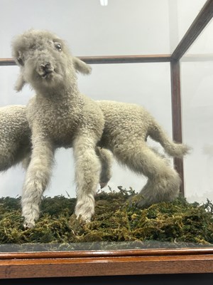 Lot 8 - A TAXIDERMY ARACHNID LAMB FOLLY, in a large...