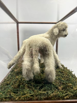 Lot 8 - A TAXIDERMY ARACHNID LAMB FOLLY, in a large...