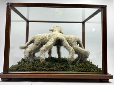 Lot 8 - A TAXIDERMY ARACHNID LAMB FOLLY, in a large...