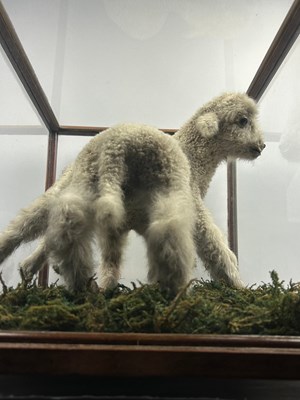 Lot 8 - A TAXIDERMY ARACHNID LAMB FOLLY, in a large...