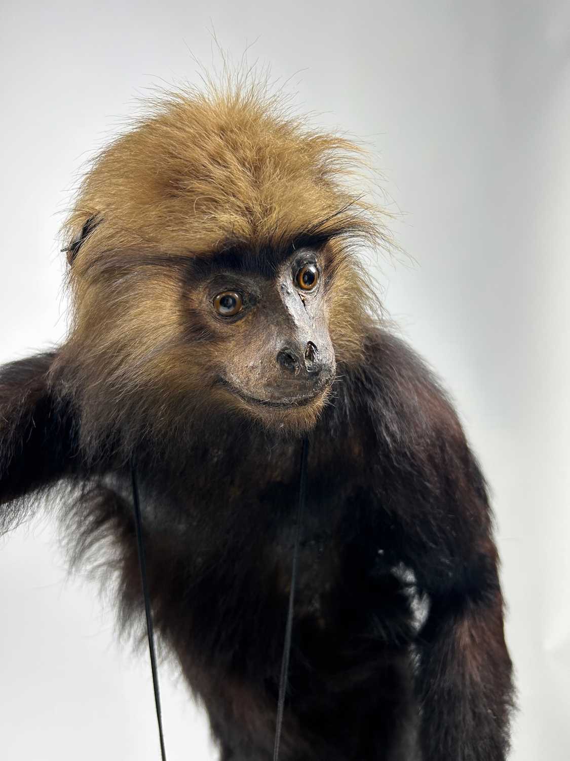 Lot 10 - A TAXIDERMY MONKEY BUTLER STAND CIRCA 1920,