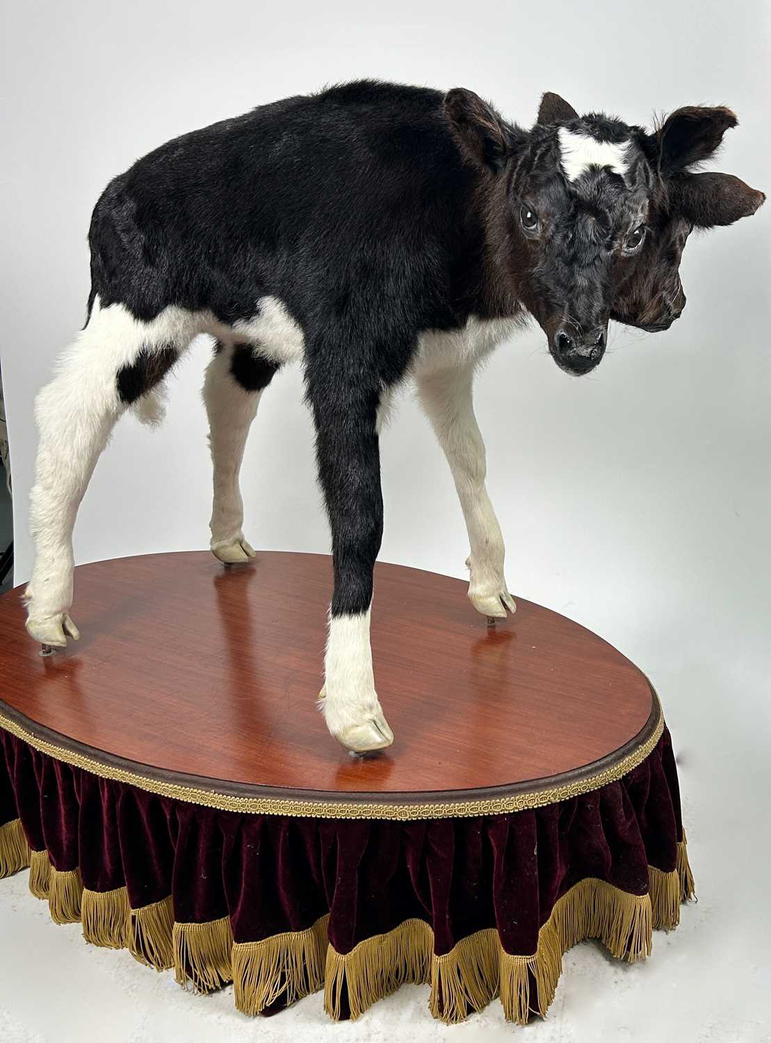 Lot 12 - A TAXIDERMY TWO-HEADED FRESIAN CALF (Bos...