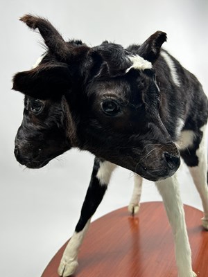 Lot 12 - A TAXIDERMY TWO-HEADED FRESIAN CALF (Bos...