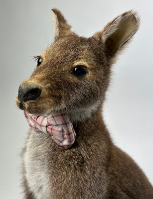 Lot 15 - TAXIDERMY BROWN WALLABY, (Macropodidae)

94cm...