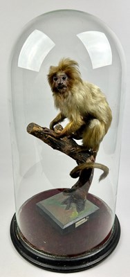 Lot 17 - A TAXIDERMY LION TAMARIN MARMOSET...