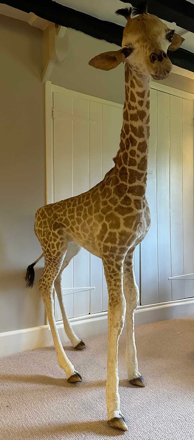 Lot 19 - A TAXIDERMY GIRAFFE CALF (Giraffa...